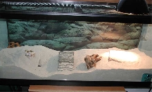 Buddy's enclosure