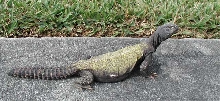Buddy outside