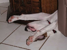 dead dog