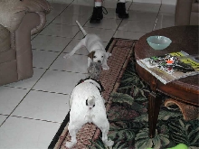 tug-o-war