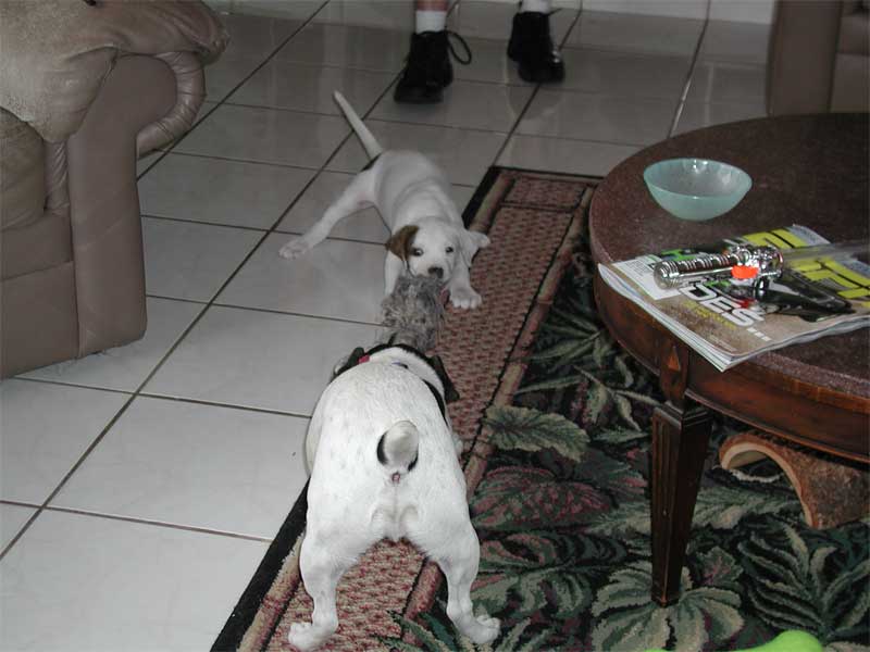tug-o-war
