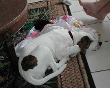 all tuckered out.