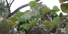 Tiny in tree