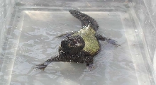 taking a bath