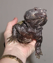 Buddy in shed