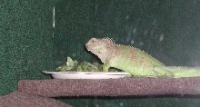 Tiny eating