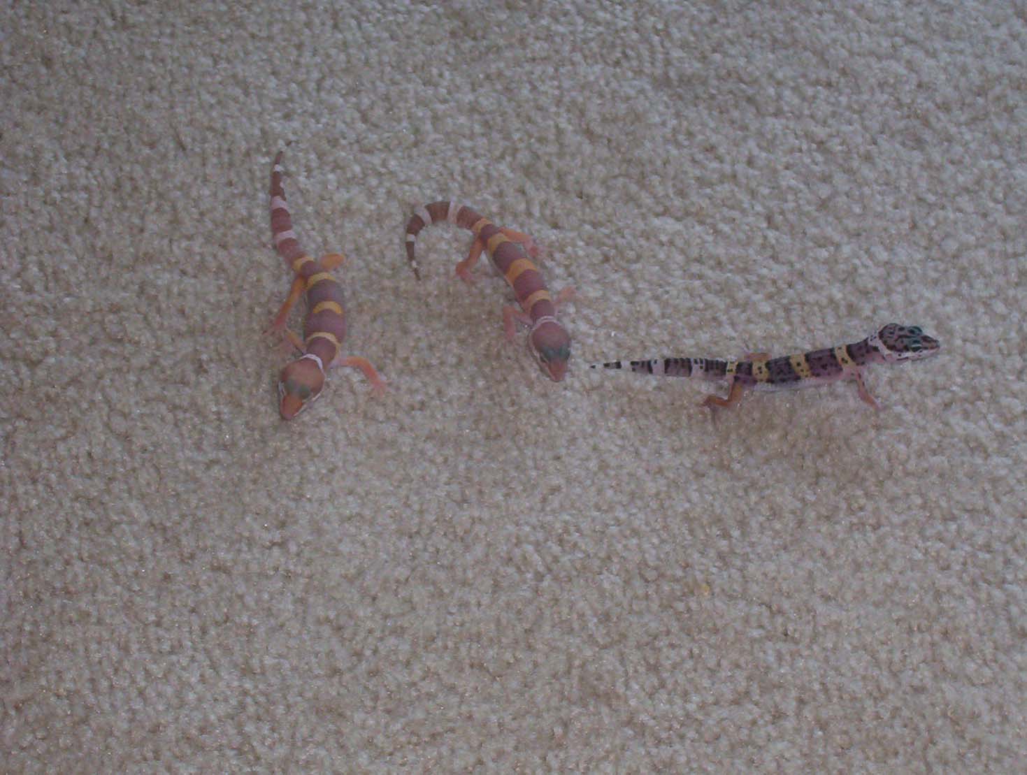 my baby leopard geckos