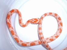 What morph is this?