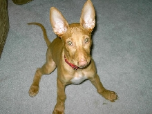 Big Ears!