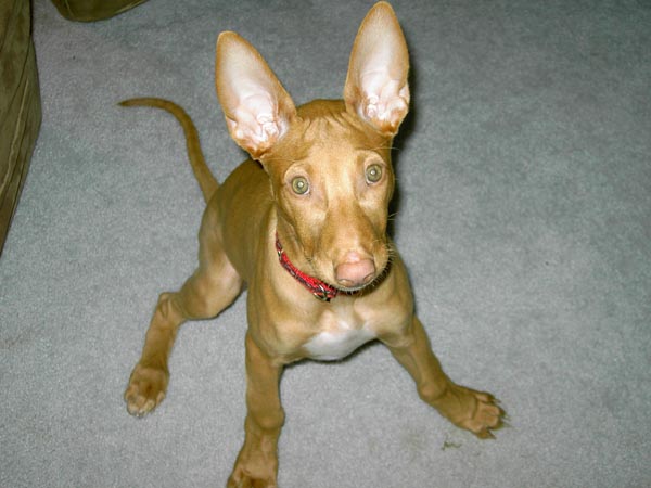 Big Ears!