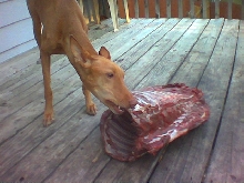 Deer