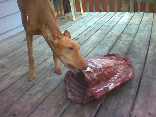 Deer