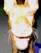 Crazy Phancy