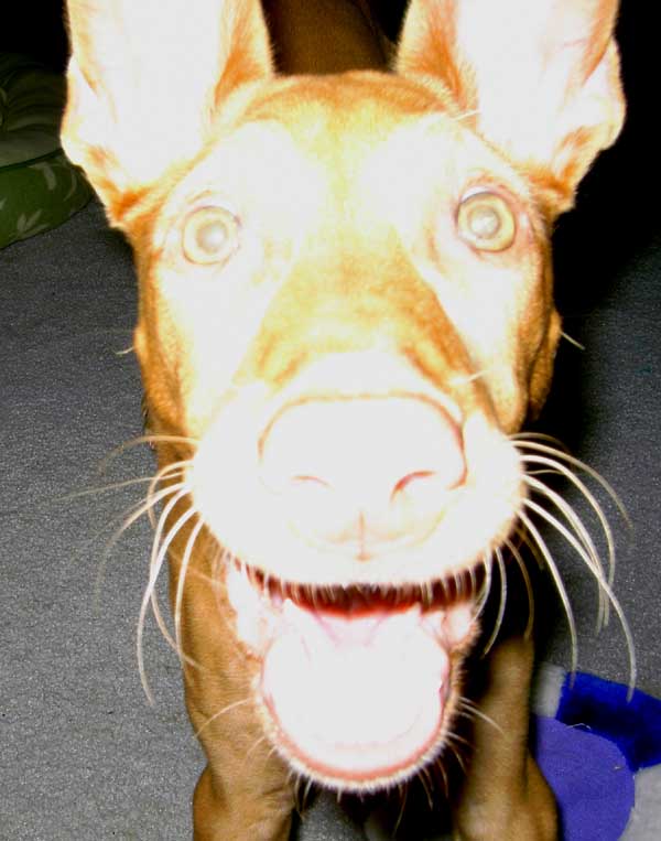 Crazy Phancy