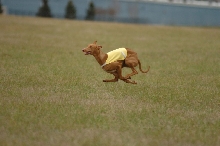 Phancy Run