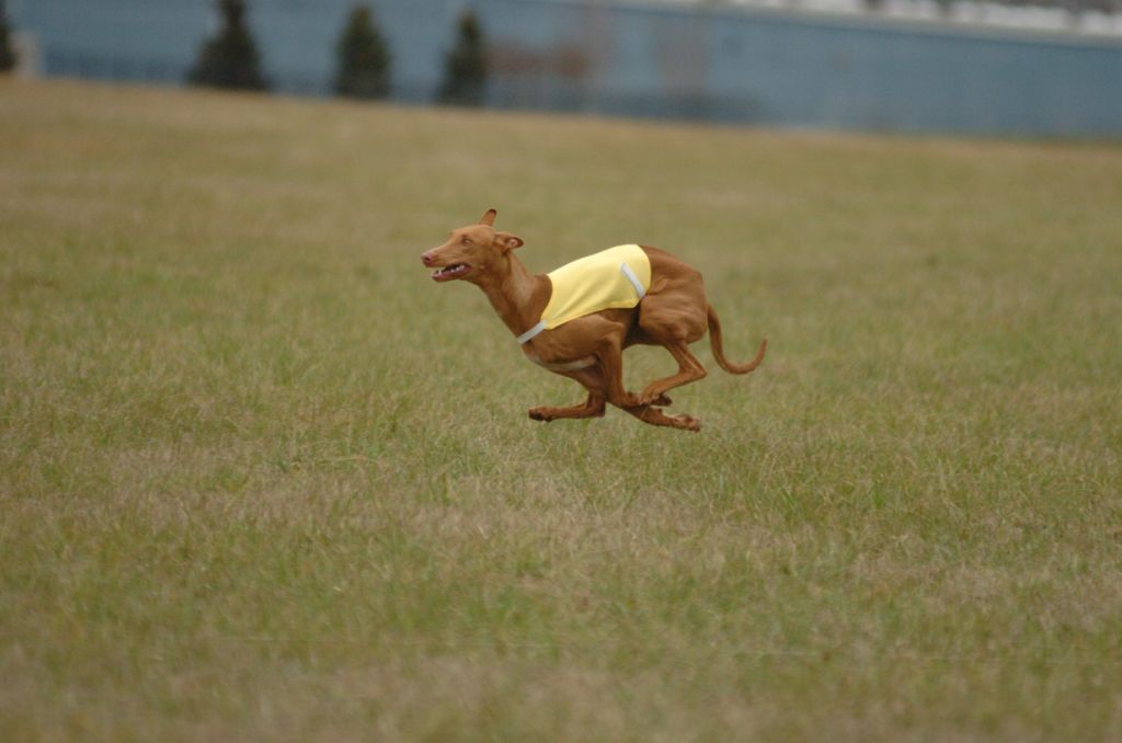 Phancy Run