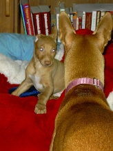 Phlirt & Phancy