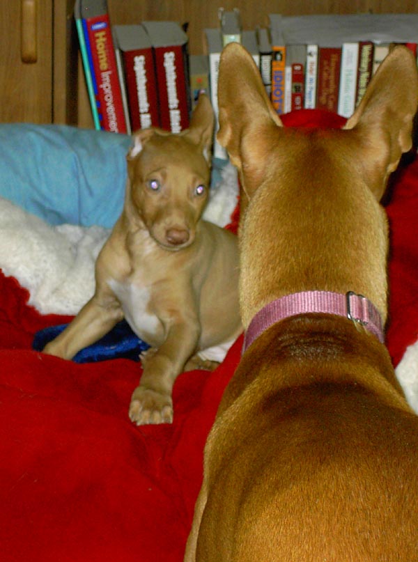 Phlirt & Phancy