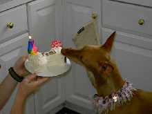 Licking Cake