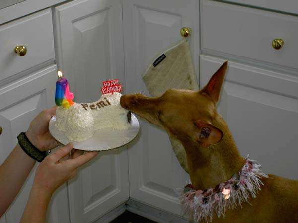 Licking Cake