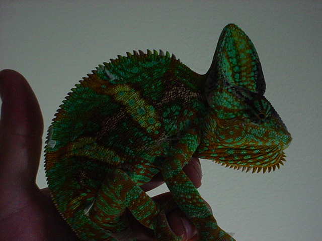 My 4 yr. old Male Veiled