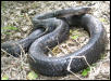 Drymarchon corais (Texas indigo snake)
