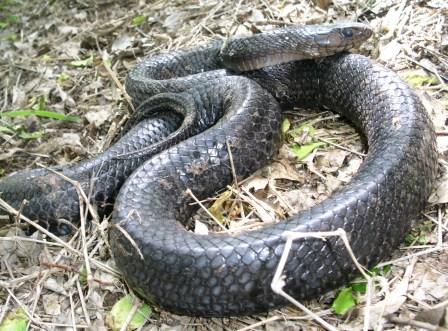 Drymarchon corais (Texas indigo snake)