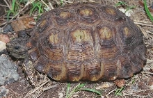 Gopherus berlandieri
