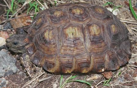 Gopherus berlandieri