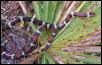 L. t. elapsoides