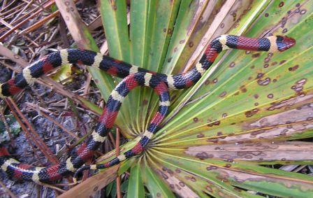 L. t. elapsoides