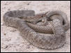Masticophis flagellum