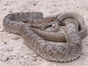 Masticophis flagellum
