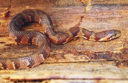 Nerodia f. fasciata