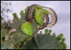 Pantherophis emoryi meahllmorum