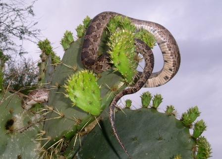 Pantherophis emoryi meahllmorum