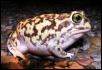 Scaphiopus couchii