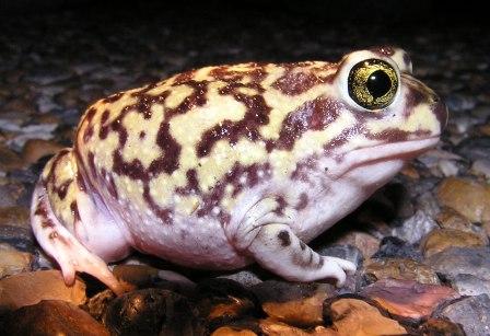 Scaphiopus couchii