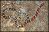 Scarlet snake