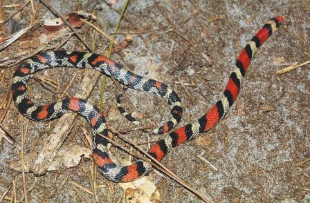 Scarlet snake