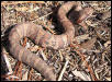 juvenile Florida cottonmouth
