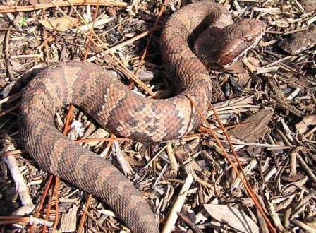 juvenile Florida cottonmouth