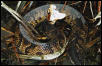 florida cottonmouth