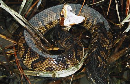 florida cottonmouth