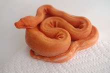Blood dragons
