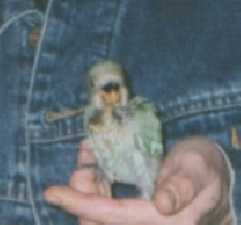 Killer at 5 weeks of age