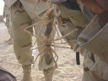 Camel Spider(s)