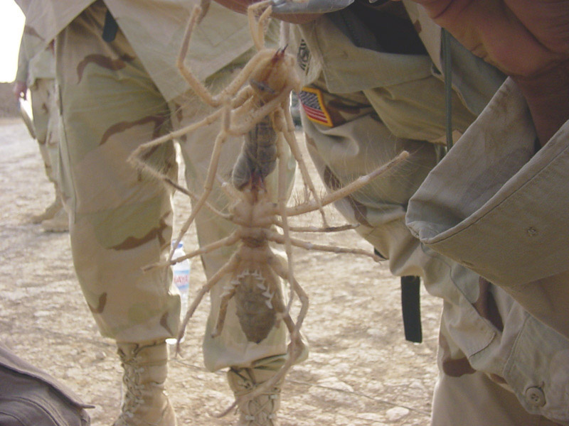 Camel Spider(s)