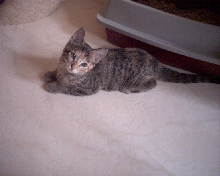 Little Sylvie