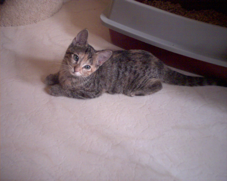 Little Sylvie